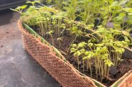 Vorgezüchtete Kräuter in einem Kräutertopf mit Jute-Beschlag.